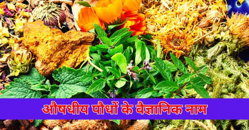 औषधीय पौधों के वैज्ञानिक नाम